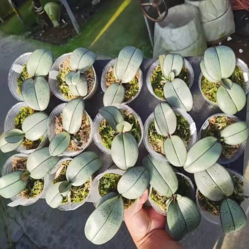 Phalaenopsis schilleriana x sib (Super silver)