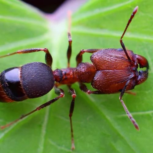 Pheidole yeensis