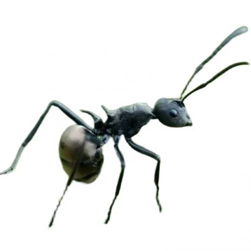 Polyrhachis dives