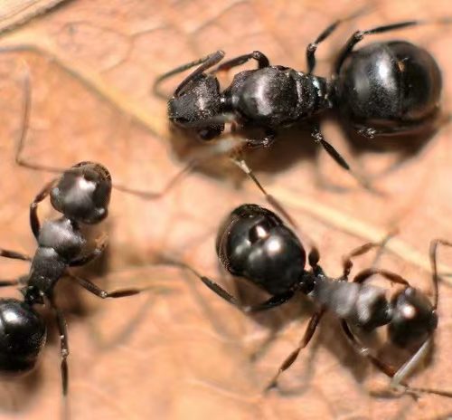 Polyrhachis shixingensis