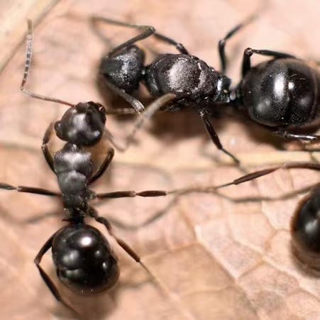 Polyrhachis shixingensis