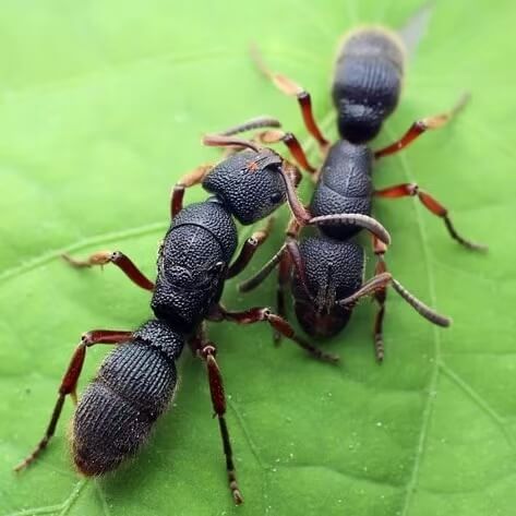 Pseudoneoponera rufipes (Pachycondyla rufipes)