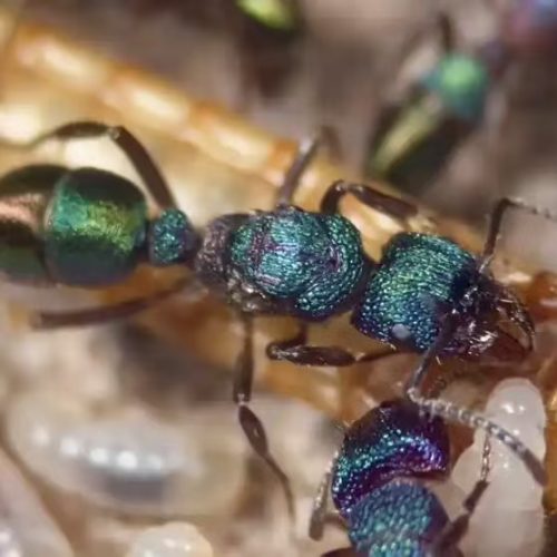 Rhytidoponera metallica (Green-head ant)