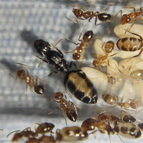 Camponotus bellus