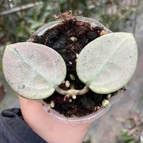 (Rare) Hoya verticillata silver heart