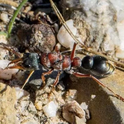 Myrmecia elegans (Bull Ant)