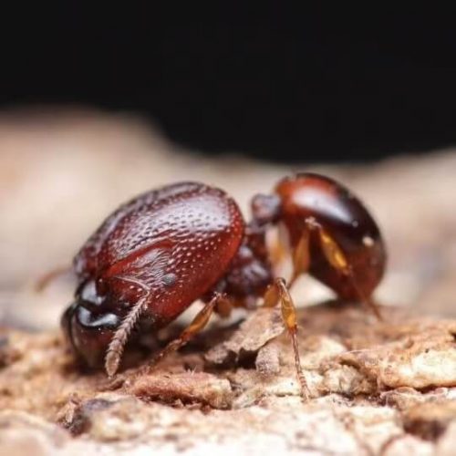 Acanthomyrmex crassispinus