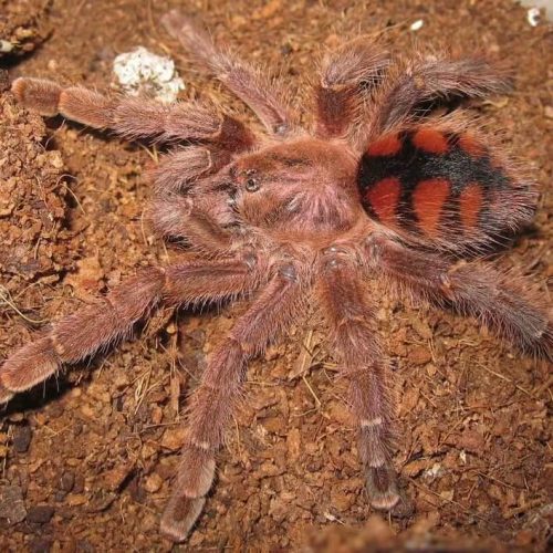 Avicularia minatrix (Venezuelan Redstripe Tarantula)