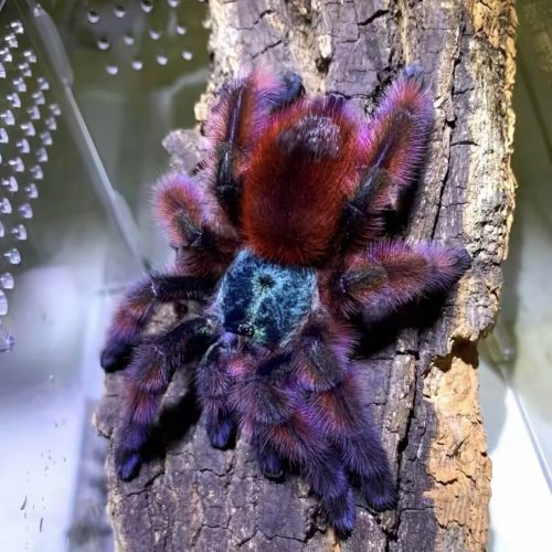 Avicularia versicolor (Antilles pinktoe tarantula)