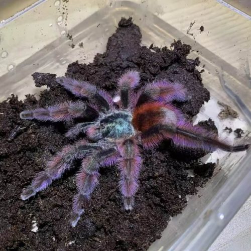 Avicularia versicolor (Antilles pinktoe tarantula)