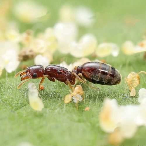 Carebara bihornata