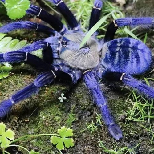 Cyriopagopus sp Sumatran Tiger