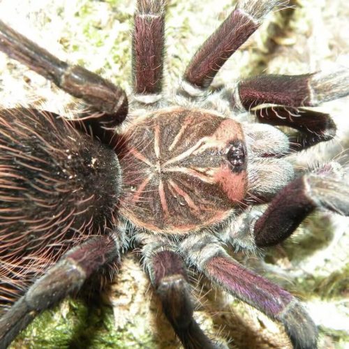 Ecuadorian red bloom tarantula (Pamphobeteus vespertinus)