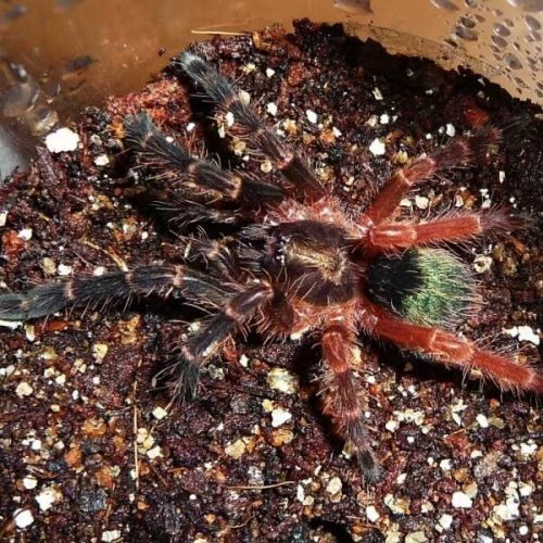Ephebopus rufescens (Red Skeleton tarantula)