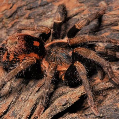 Hapalopus guerreroi (Speckle Patch Guerilla Tarantula)