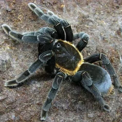 Haplopelma Doriae Orange Fringe