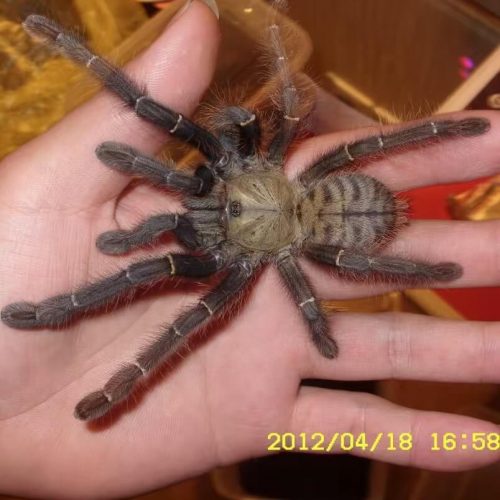 Malaysian earthtiger tarantula (Omothymus schioedtei)