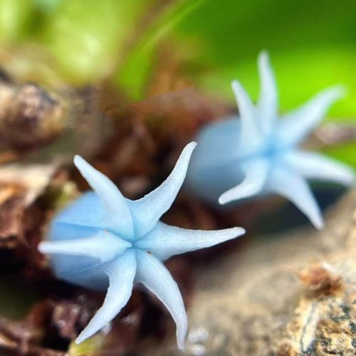 Myrmephytum beccarii (Ant plant)