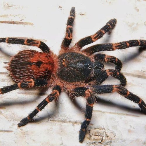 Neischnocolus sp. Panama (Gold Banded Sunburst Dwarf Tarantula)