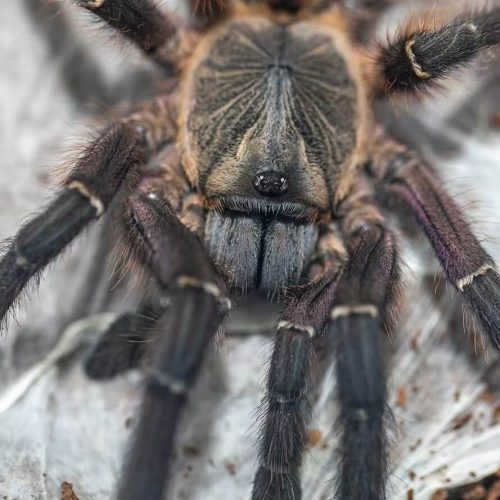 Ornithoctoninae sp Phan Cay Red