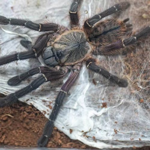 Ornithoctoninae sp Phan Cay Red
