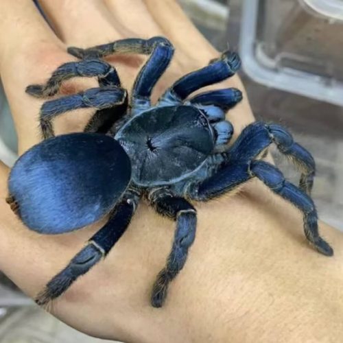 Ornithoctoninae sp. Vietnam Silver