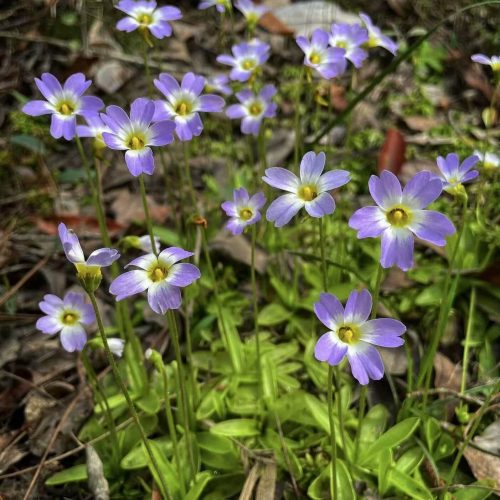 Pinguicula primuliflora (Primrose butterwort)