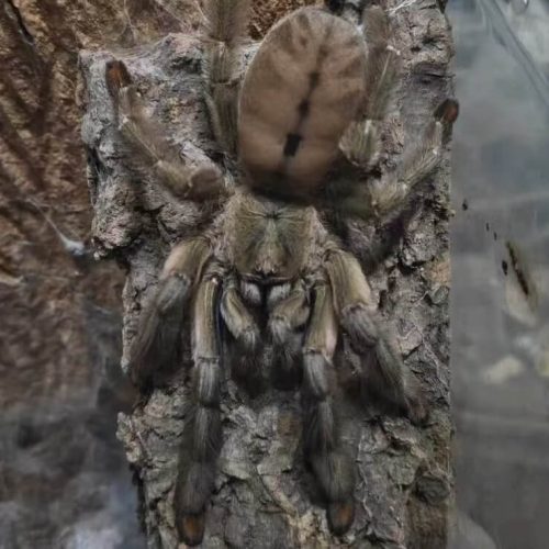 Trinidad chevron tarantula (Psalmopoeus cambridgei)