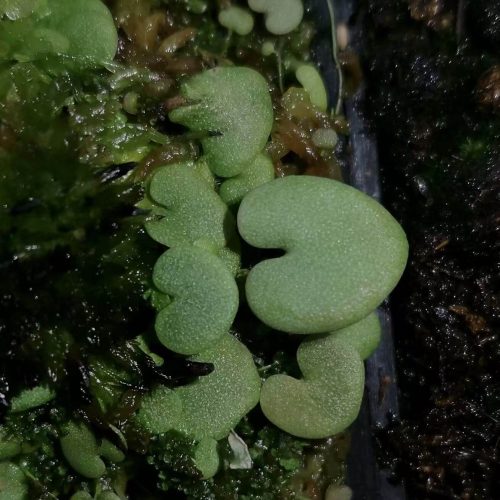 Utricularia Nephrophylla Geminiloba