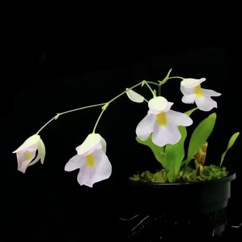 Utricularia alpina x endresii