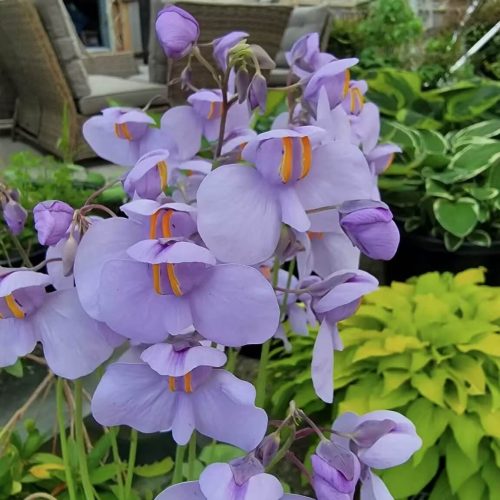 Utricularia cornigera