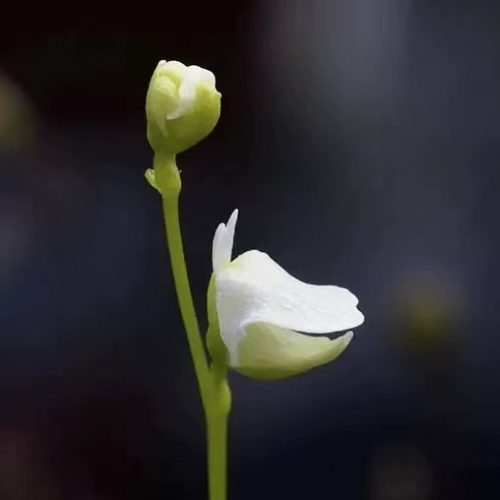 Utricularia delicatula