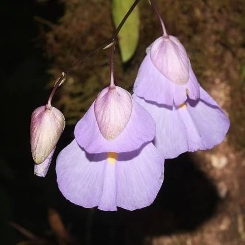 Utricularia endresii