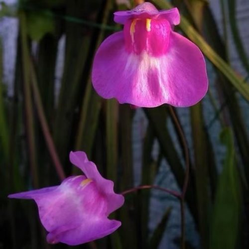 Utricularia humboldtii x quelchii