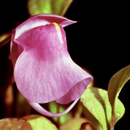 Utricularia humboldtii x quelchii