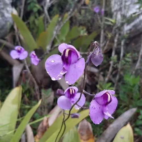 Utricularia nelumbifolia