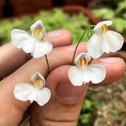 Utricularia nephrophylla