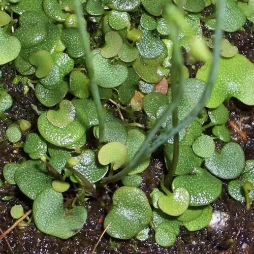 Utricularia nephrophylla