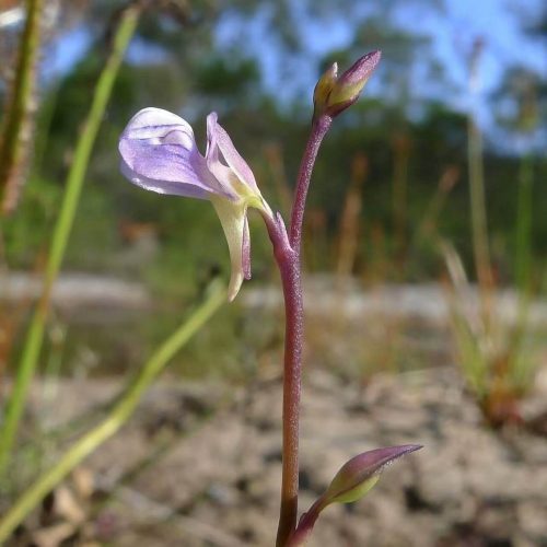 Utricularia uliginosa (Asian bladderwort)