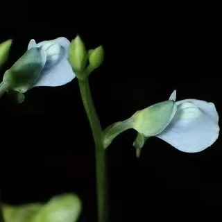 Utricularia uliginosa (Asian bladderwort)