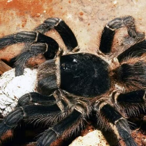 Acanthoscurria paulensis