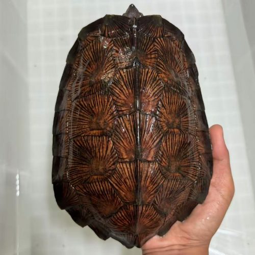 Asian leaf turtle (Cyclemys dentata)