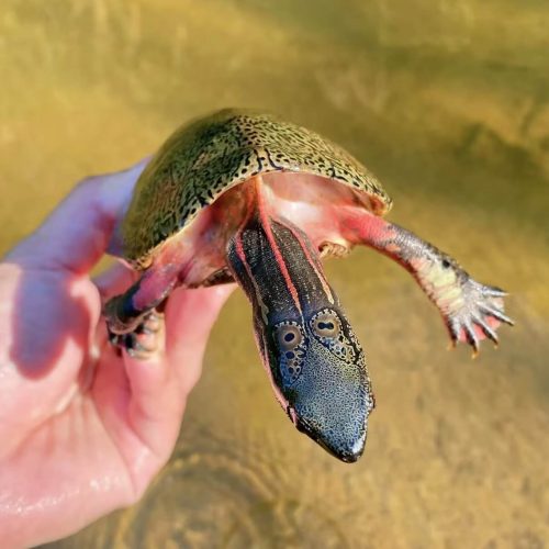 Beal’s eyed turtle (Sacalia bealei)