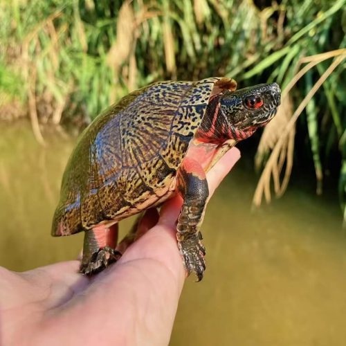 Beal’s eyed turtle (Sacalia bealei)