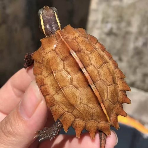 Black-breasted leaf turtle (Geoemyda spengleri)