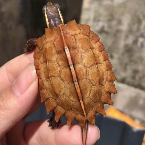 Black-breasted leaf turtle (Geoemyda spengleri)