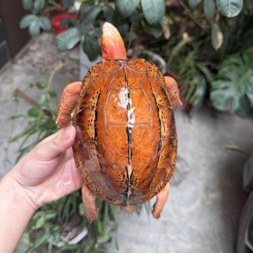 Bourret’s box turtle (Cuora bourreti)