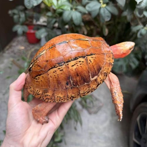 Bourret’s box turtle (Cuora bourreti)