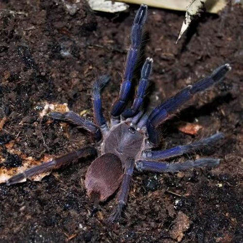 Chilobrachys dyscolus Vietnam Blue