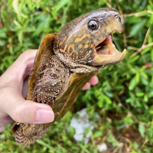Chinese Big-headed Turtle (Platysternon megacephalum)